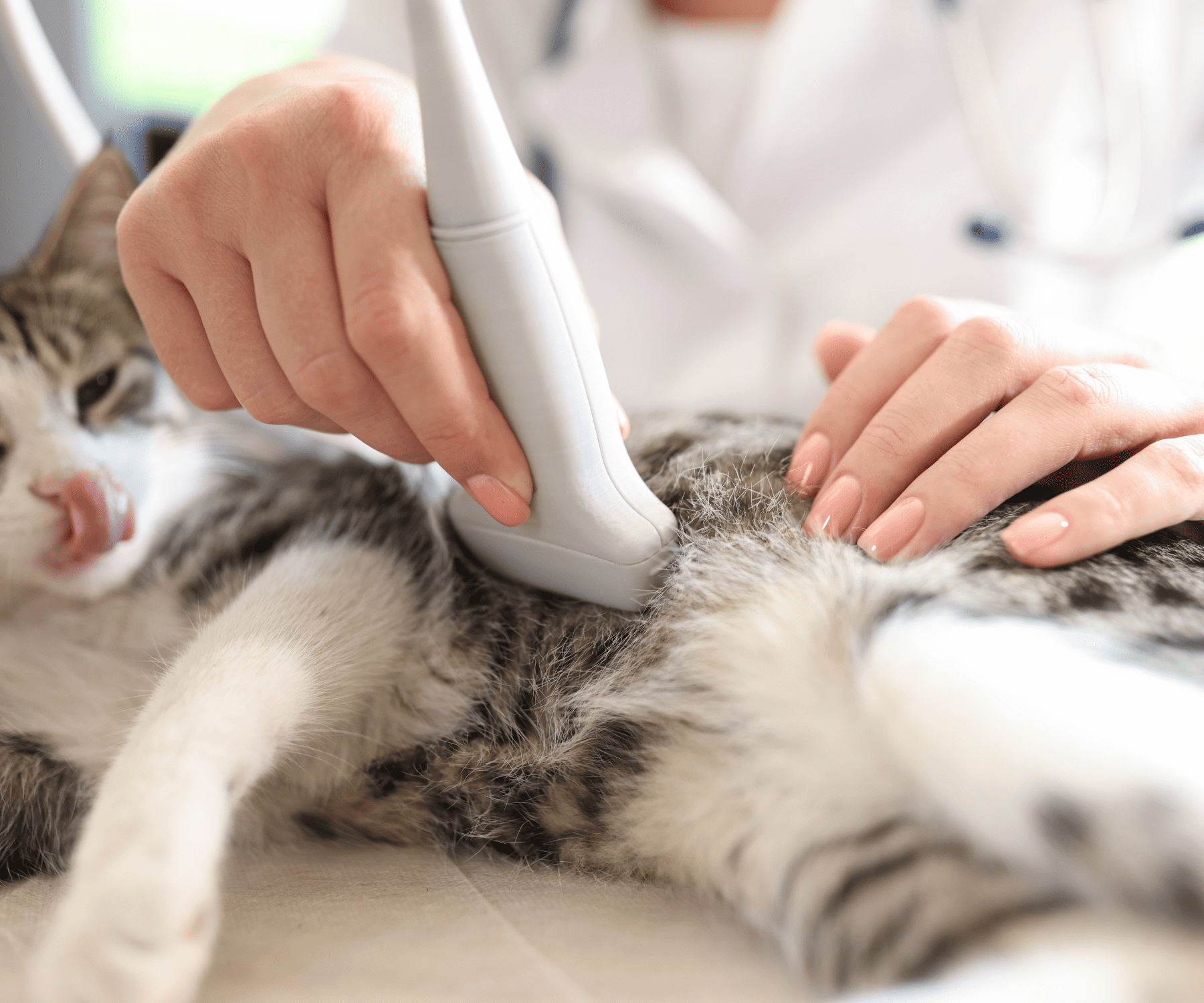 Ecograf&iacute;a veterinaria para gatos en Santander