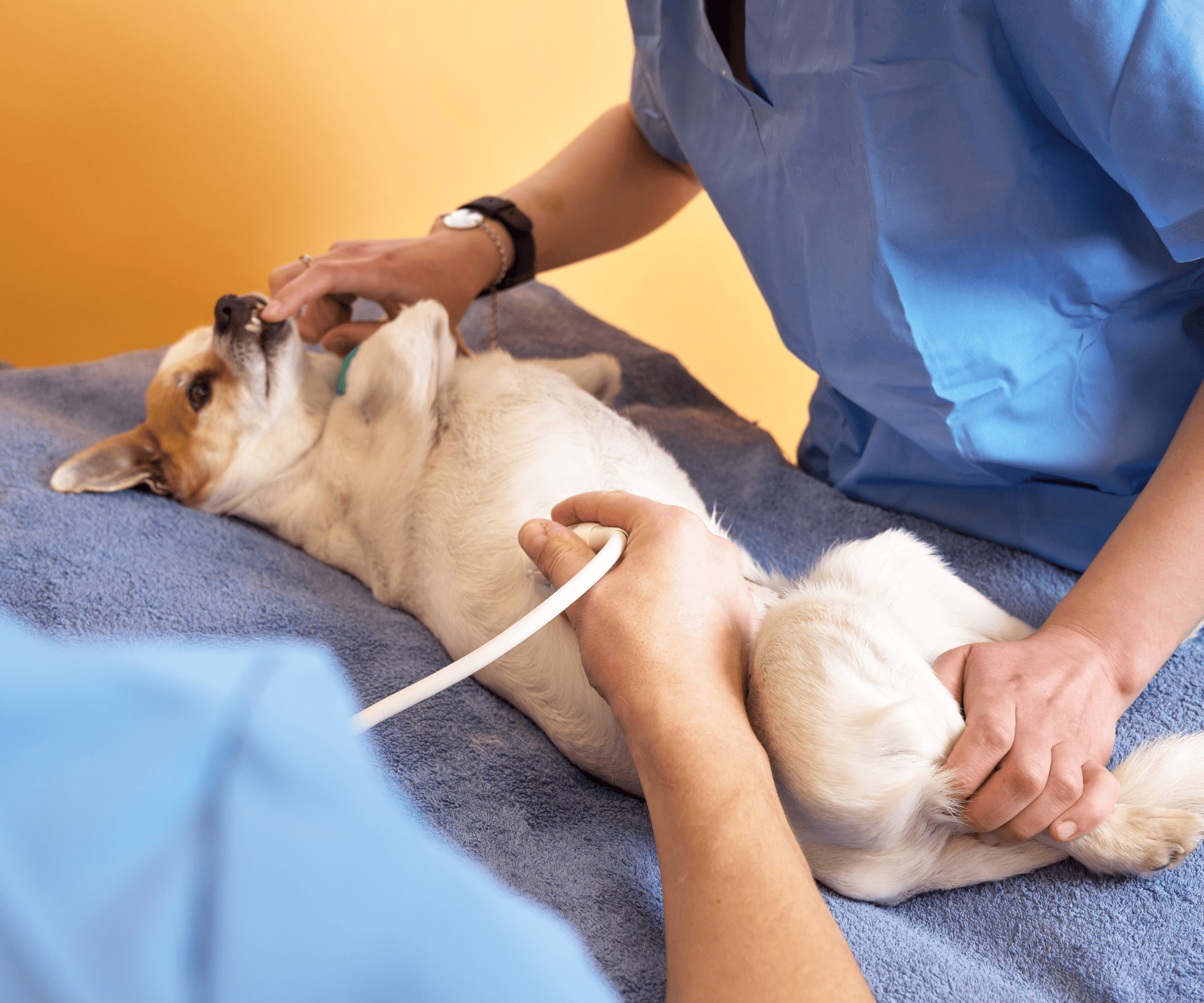 Ecograf&iacute;a veterinaria para perros en Santander